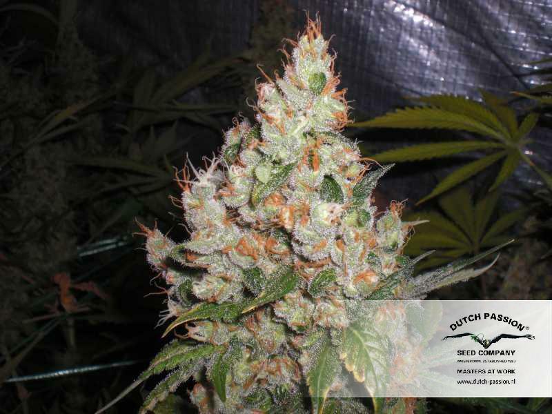 Dutch Passion - White Widow (fem.)