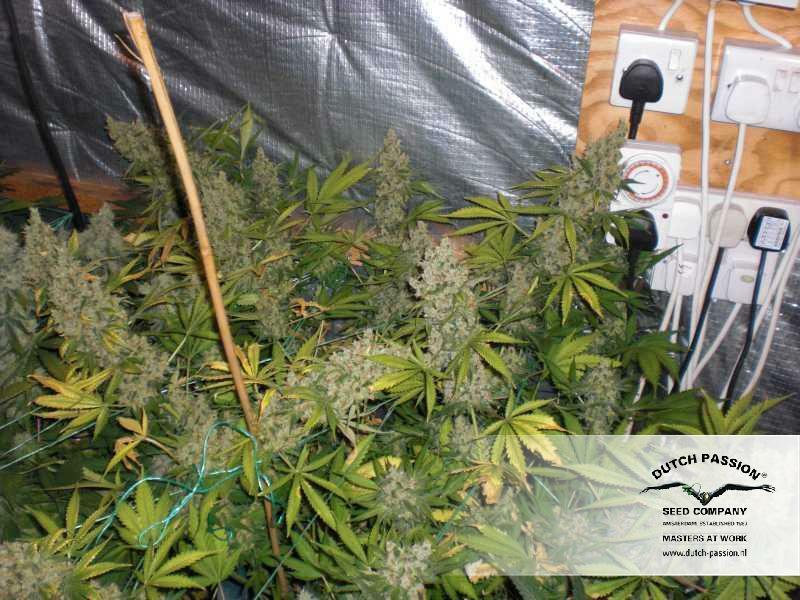 Dutch Passion - White Widow (fem.)