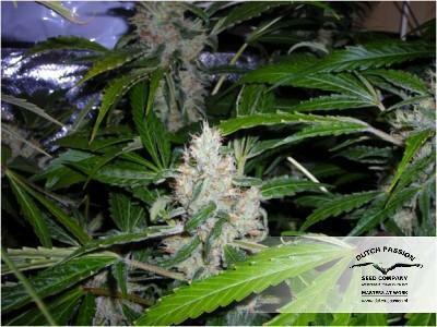 Dutch Passion - White Widow (fem.)