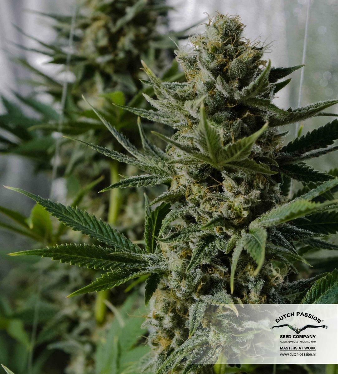 Dutch Passion - White Widow (fem.)