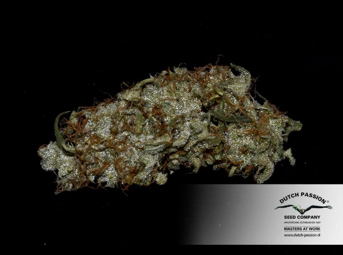 Dutch Passion - White Widow (fem.)