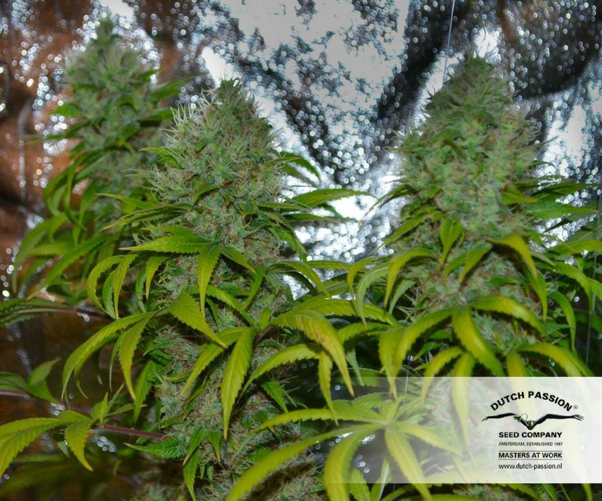 Dutch Passion - White Widow (fem.)