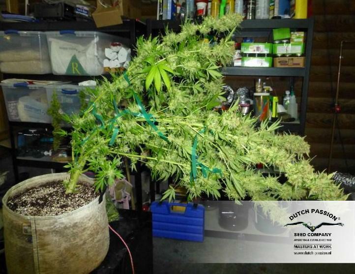 Dutch Passion - White Widow (fem.)