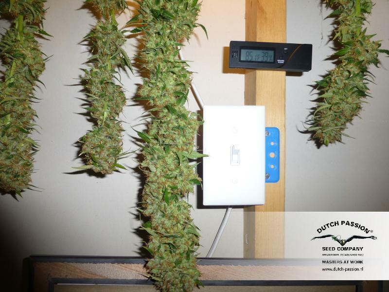 Dutch Passion - White Widow (fem.)