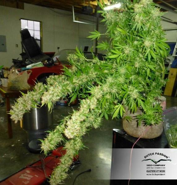 Dutch Passion - White Widow (fem.)