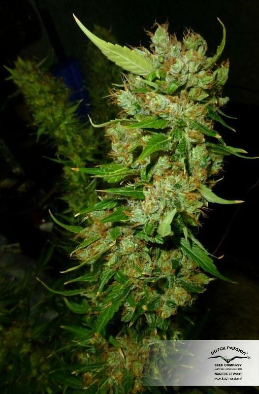 Dutch Passion - White Widow (fem.)