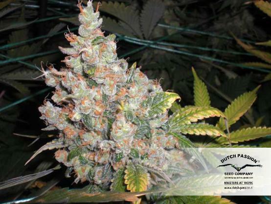 Dutch Passion - White Widow (fem.)