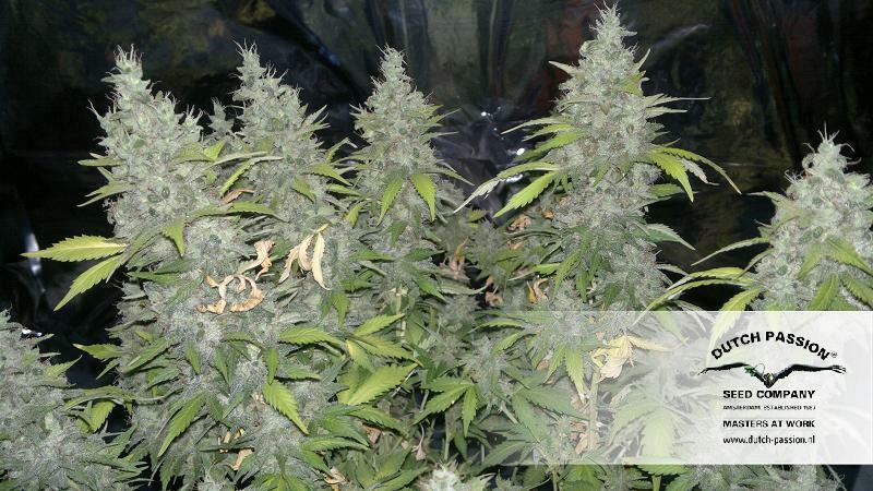 Dutch Passion - White Widow (fem.)