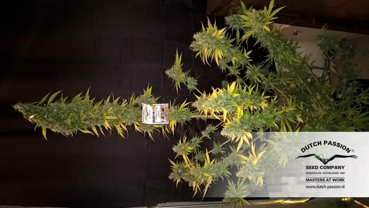 Dutch Passion - White Widow (fem.)