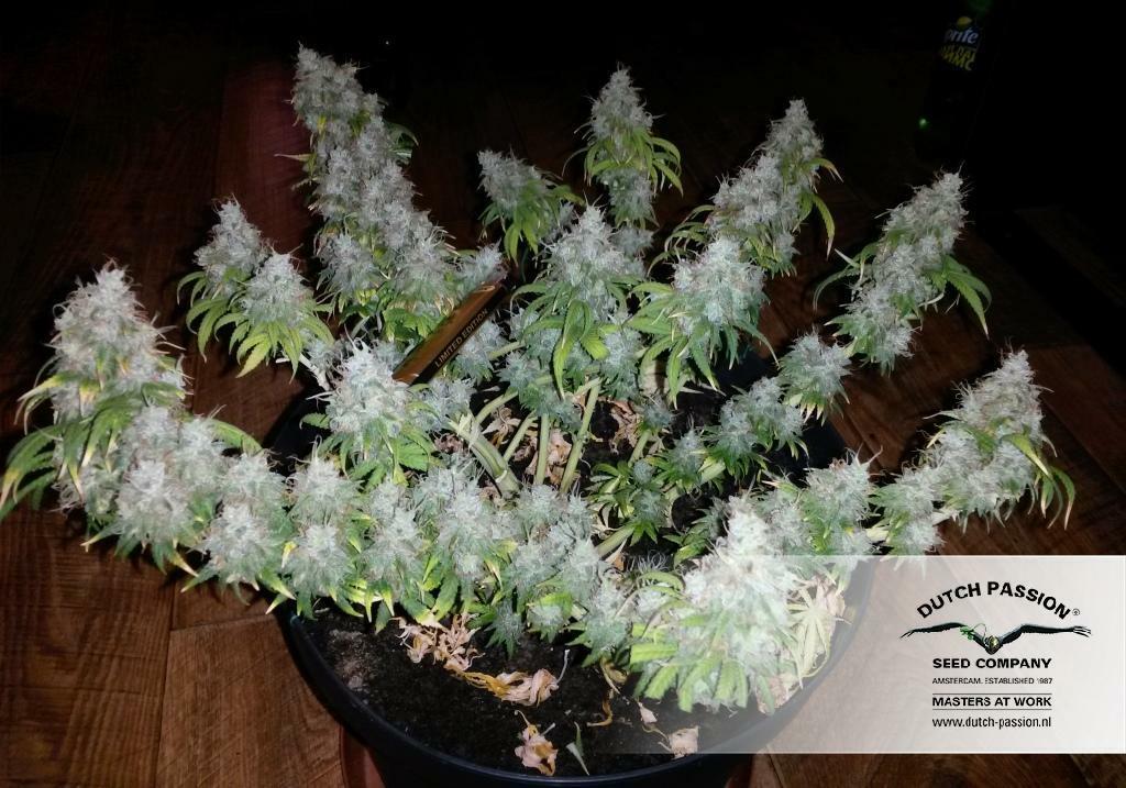 Dutch Passion - White Widow (fem.)