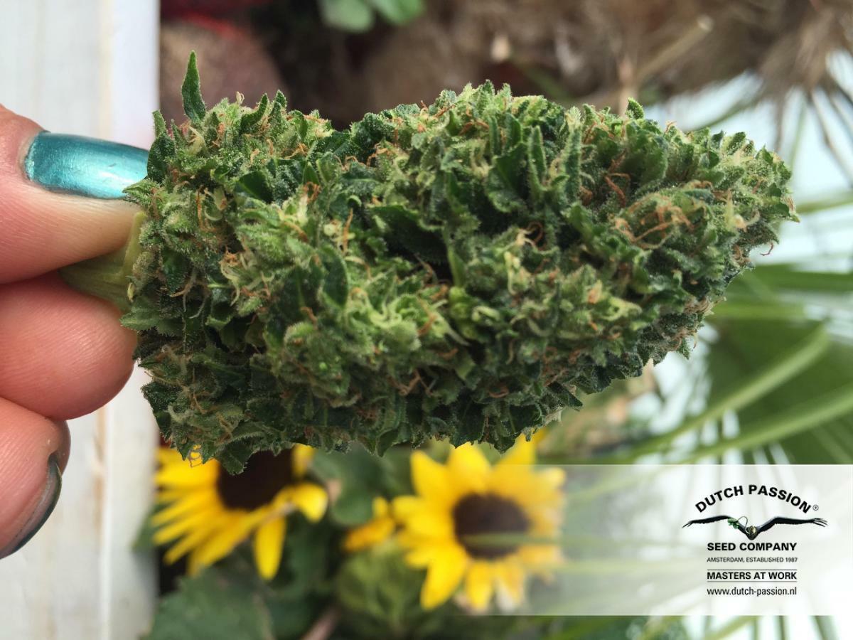 Dutch Passion - White Widow (fem.)