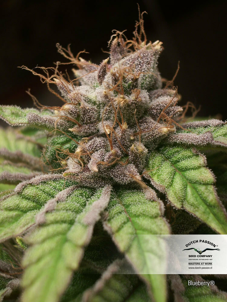 Dutch Passion - Blueberry (reg.)
