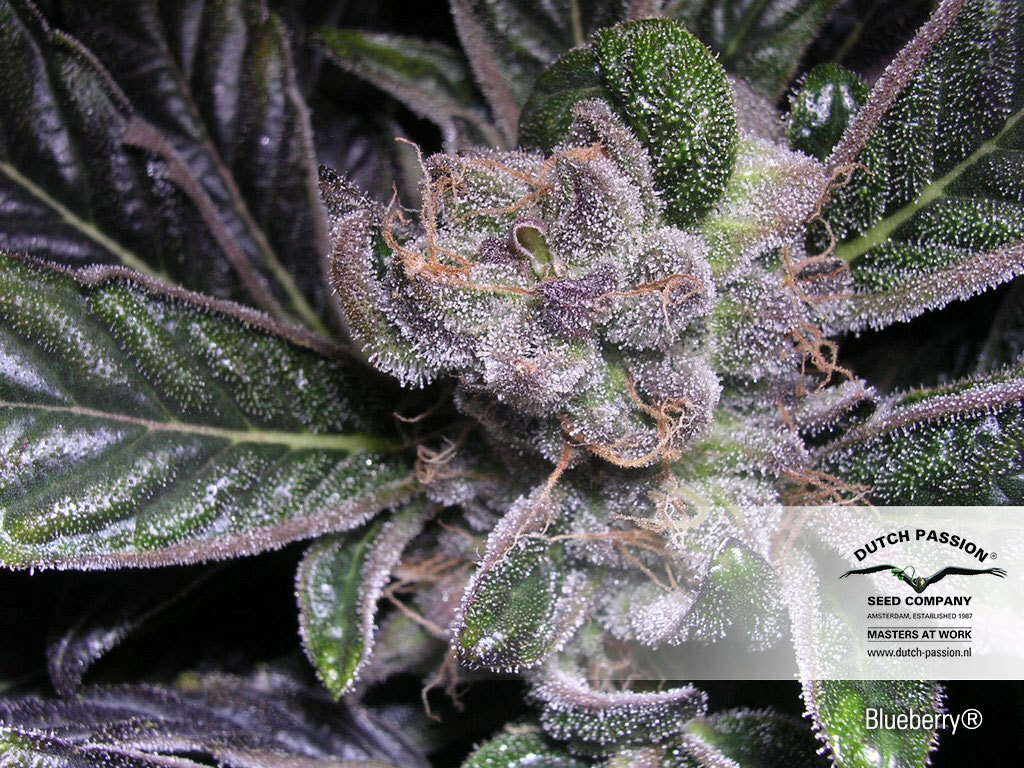 Dutch Passion - Blueberry (reg.)