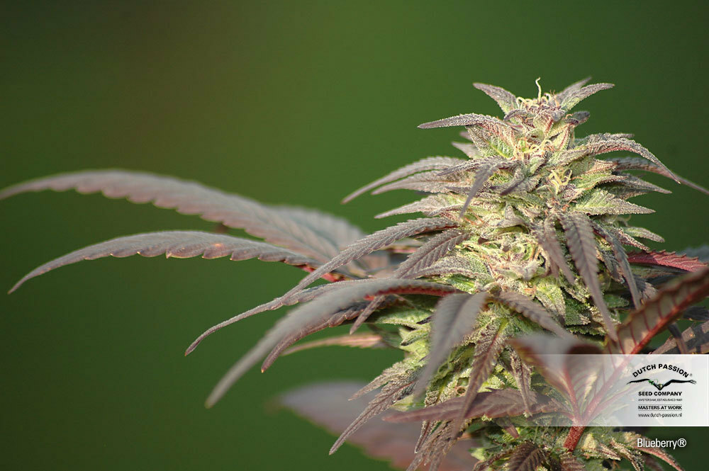 Dutch Passion - Blueberry (reg.)