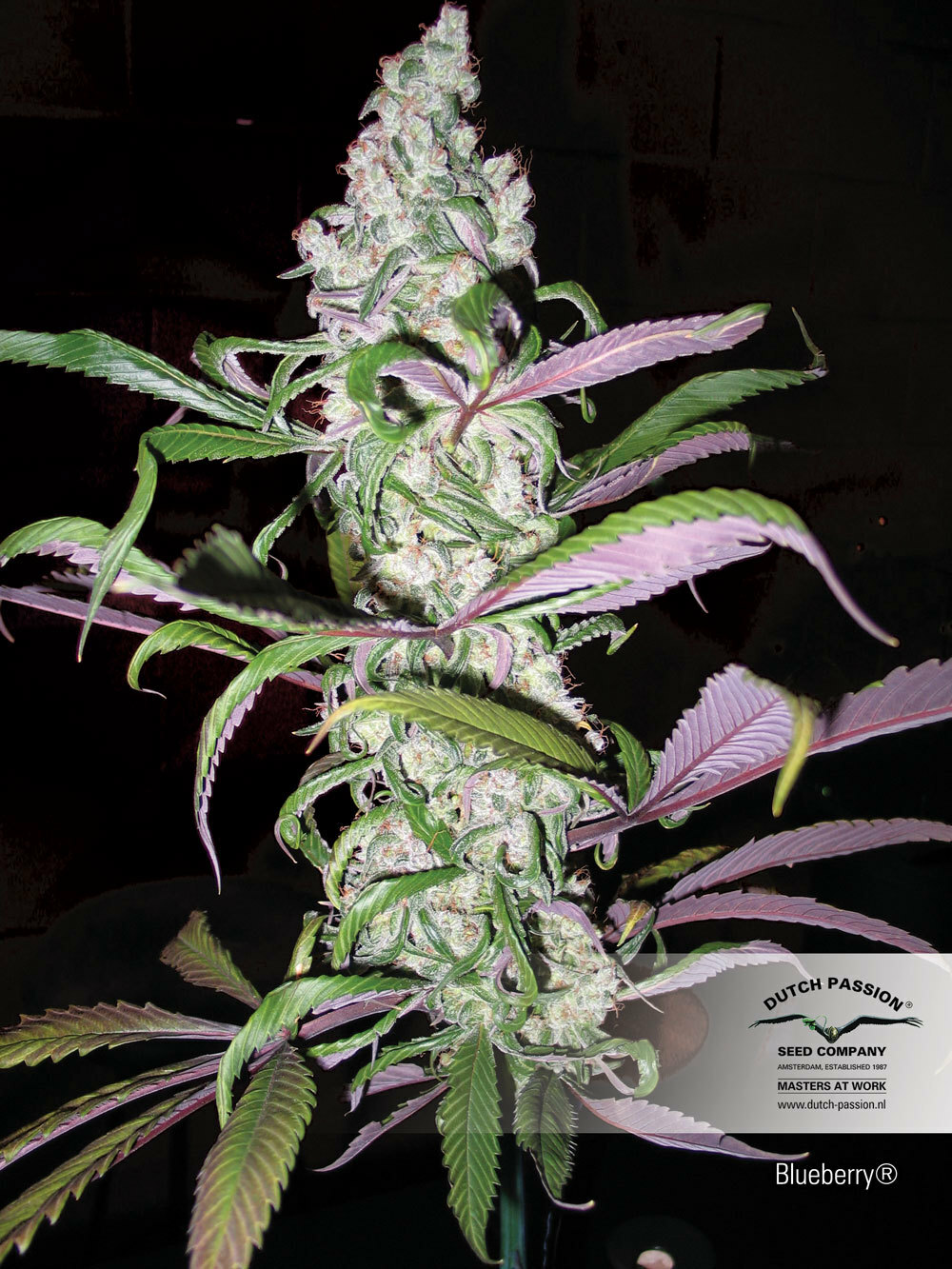 Dutch Passion - Blueberry (reg.)