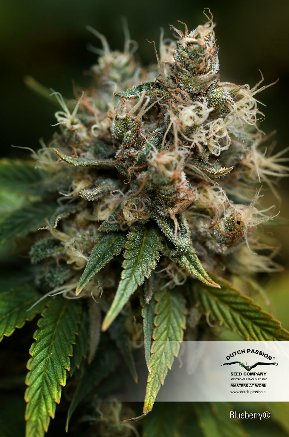 Dutch Passion - Blueberry (reg.)