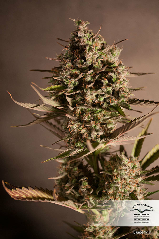 Dutch Passion - Blueberry (reg.)