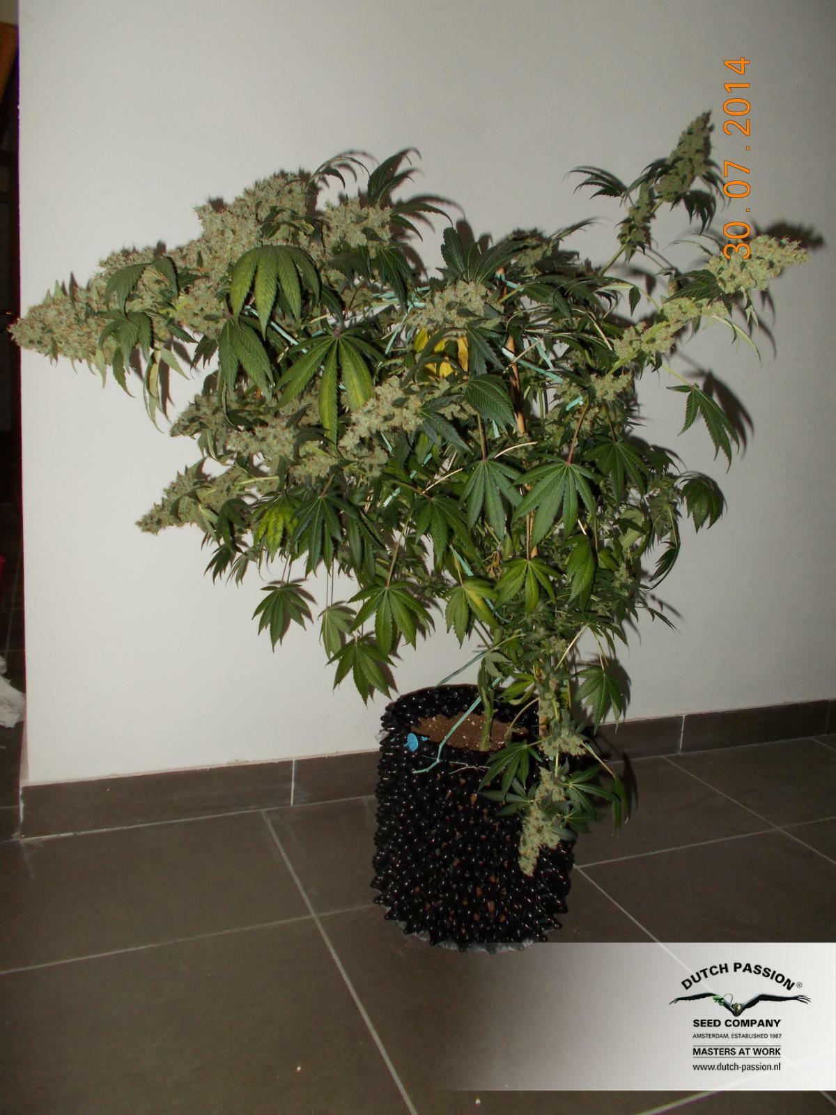 Dutch Passion - Blueberry (reg.)