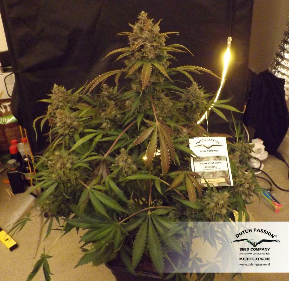 Dutch Passion - Blueberry (reg.)