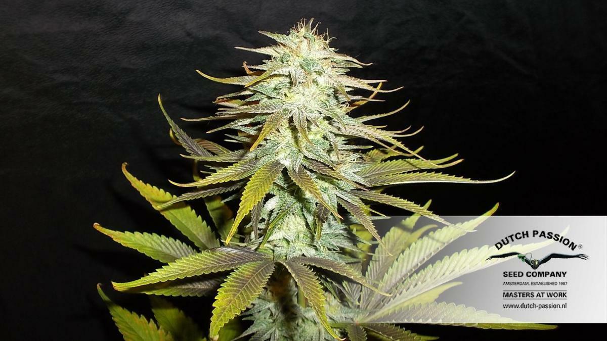 Dutch Passion - Blueberry (reg.)