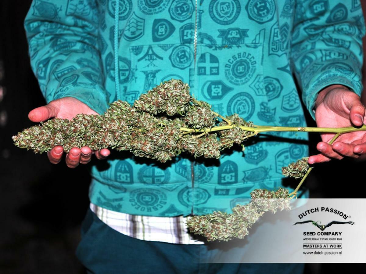 Dutch Passion - Blueberry (reg.)