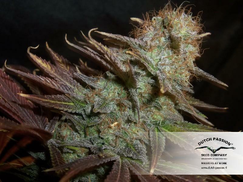 Dutch Passion - Blueberry (reg.)
