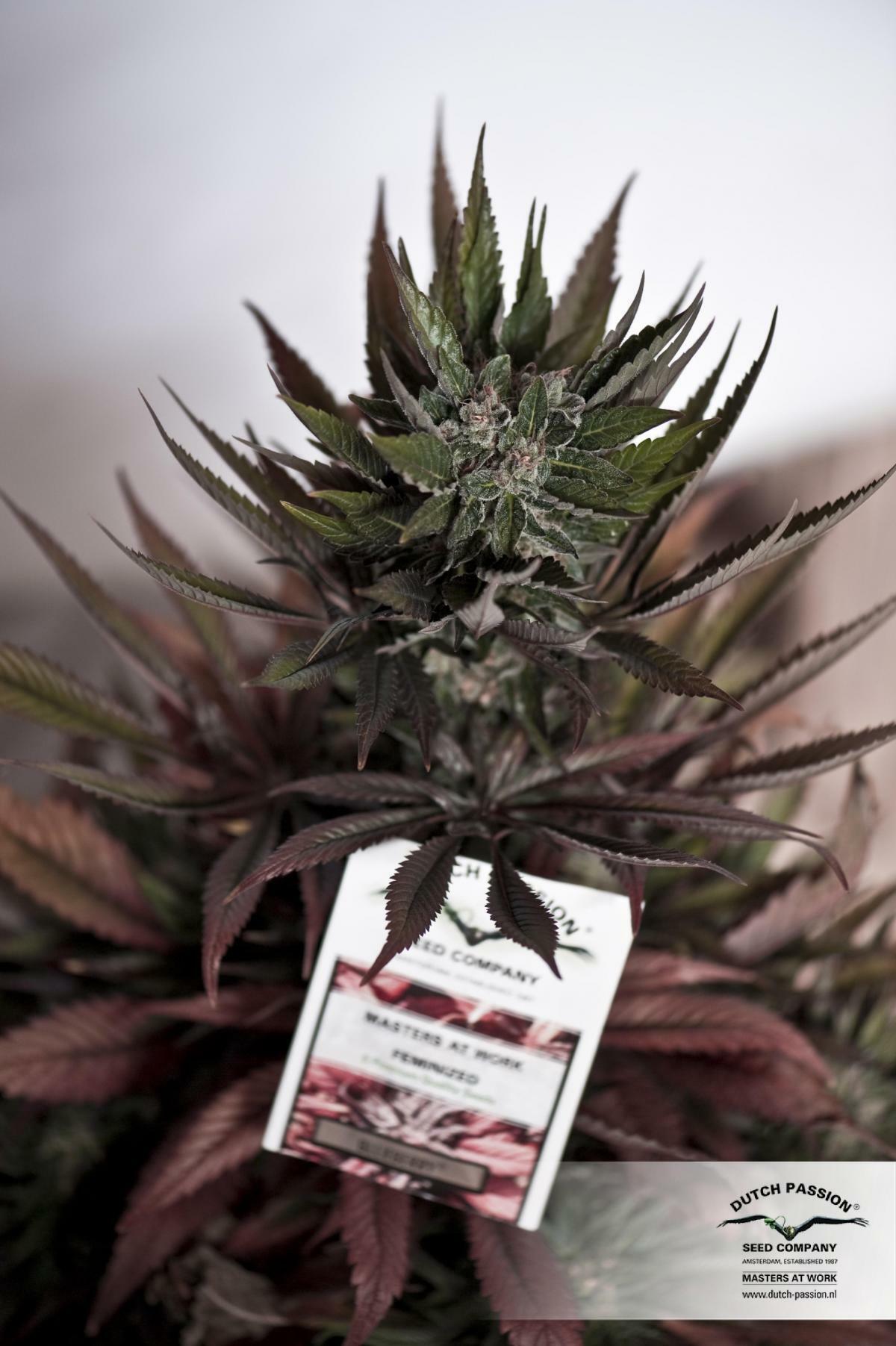 Dutch Passion - Blueberry (reg.)