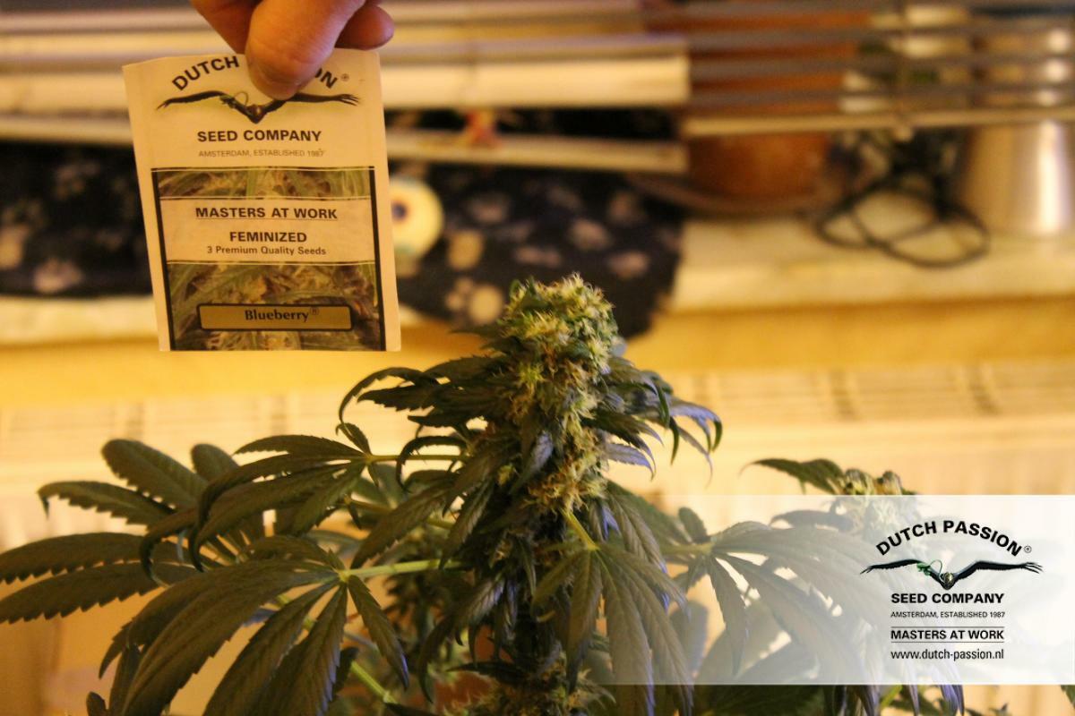 Dutch Passion - Blueberry (reg.)