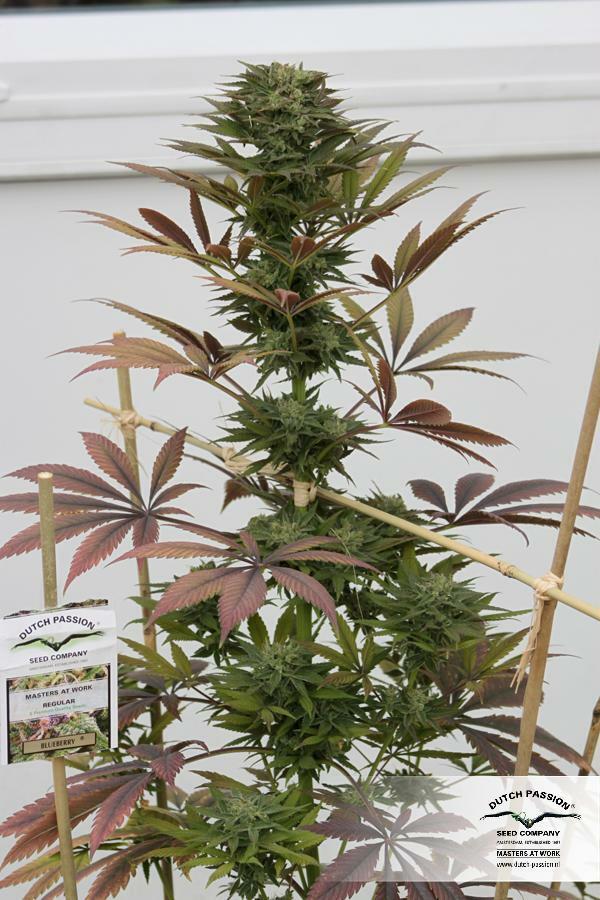 Dutch Passion - Blueberry (reg.)