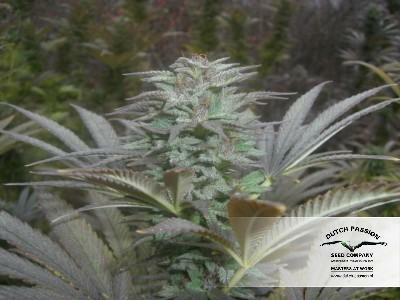Dutch Passion - Blueberry (reg.)