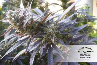 Dutch Passion - Blueberry (reg.)