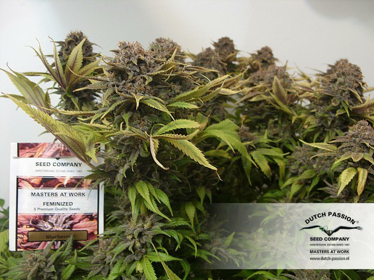 Dutch Passion - Blueberry (reg.)