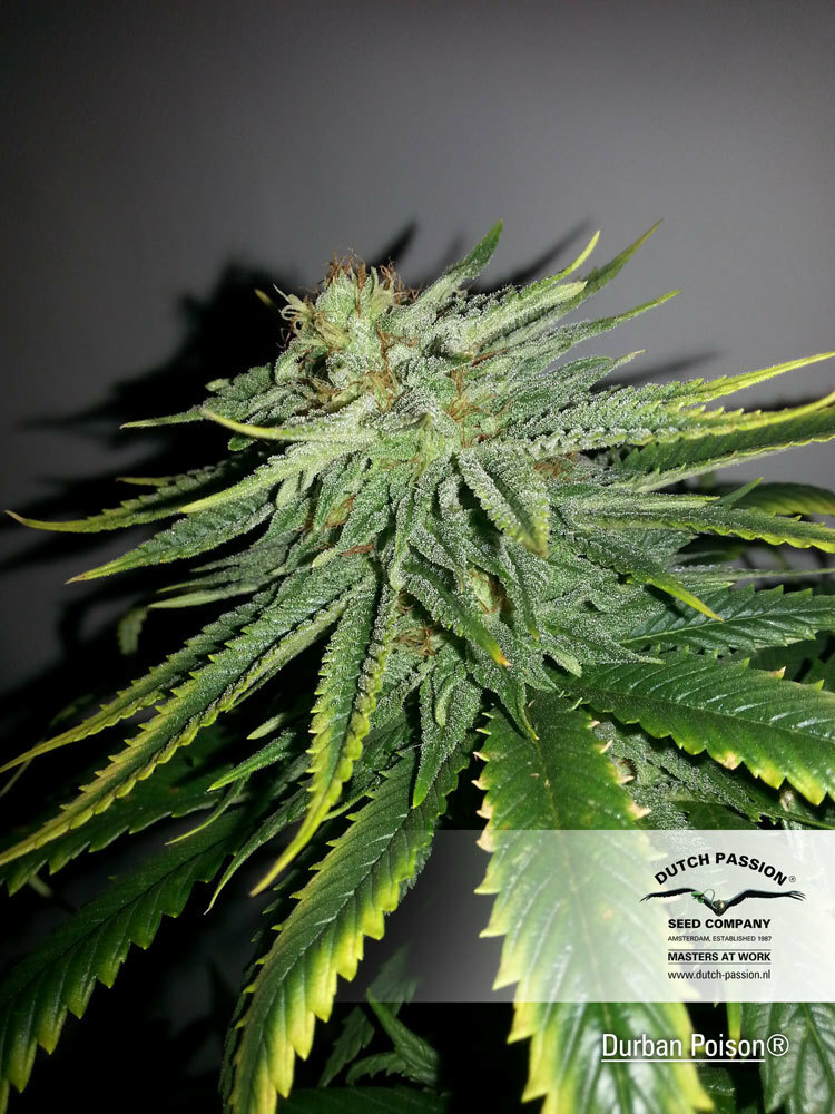 Dutch Passion - Durban Poison (reg.)