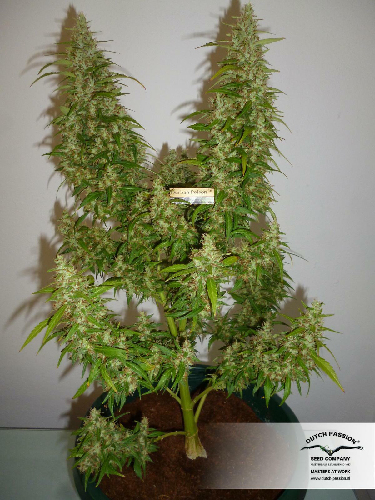 Dutch Passion - Durban Poison (reg.)