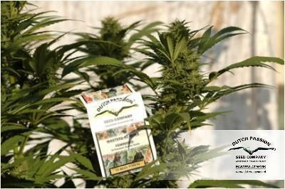 Dutch Passion - Durban Poison (reg.)