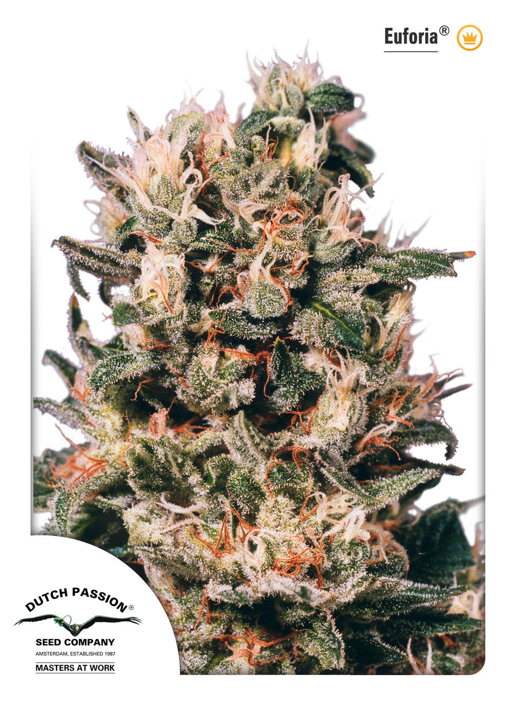 Dutch Passion - Euforia (reg.)