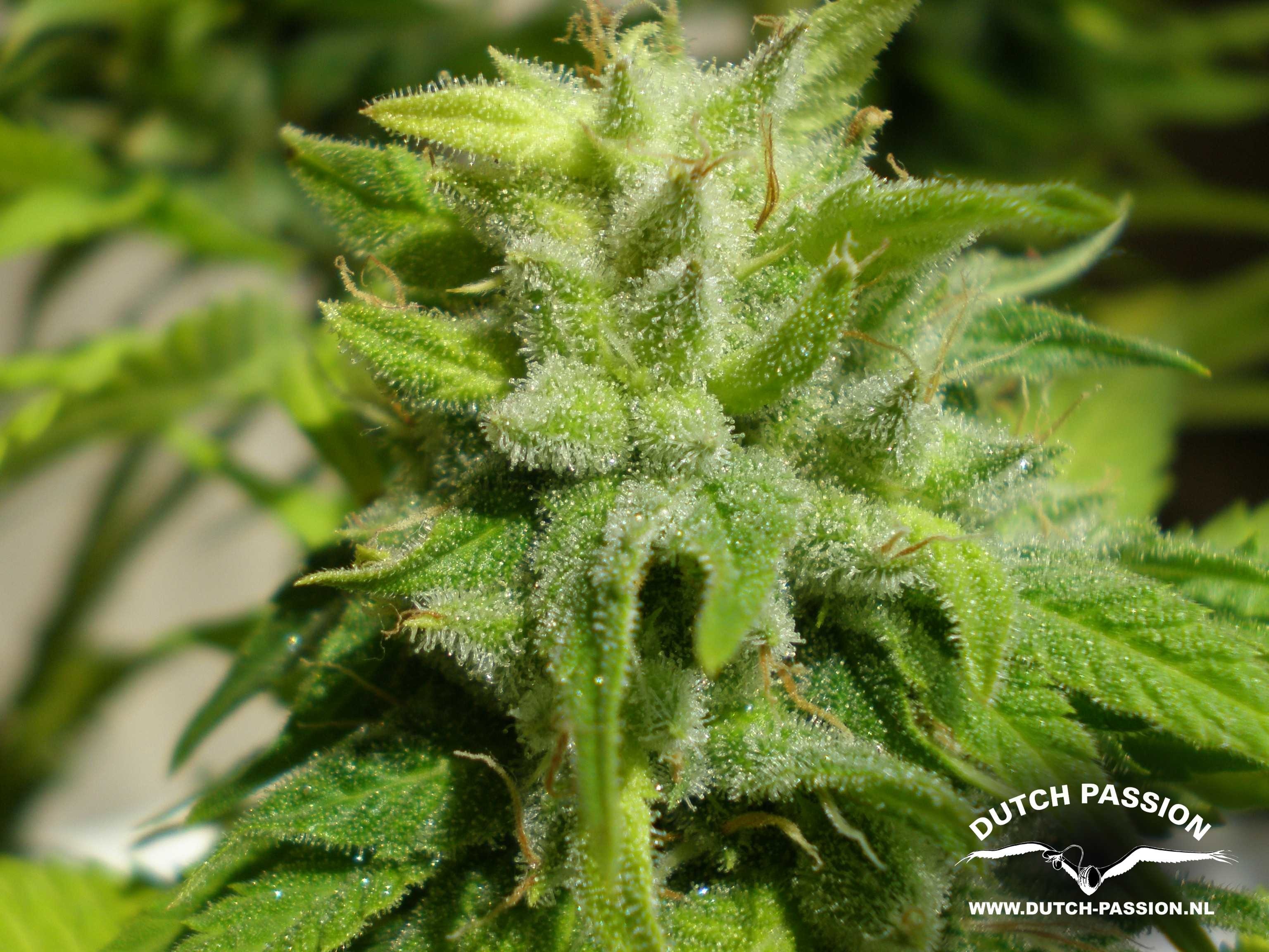 Dutch Passion - Euforia (reg.)