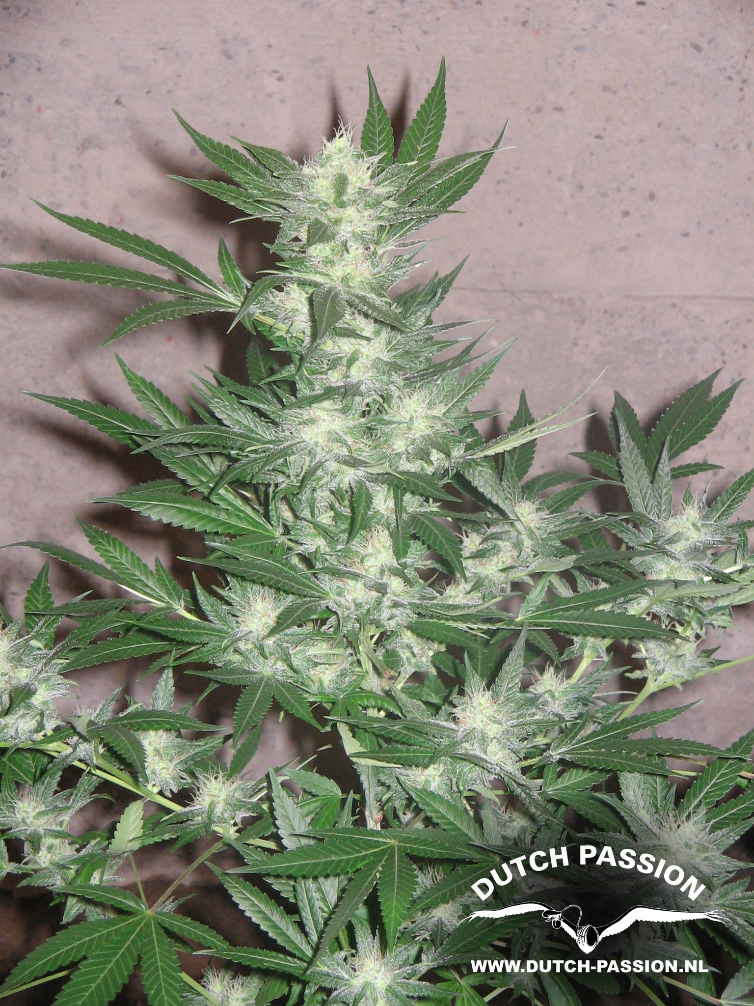 Dutch Passion - Euforia (reg.)