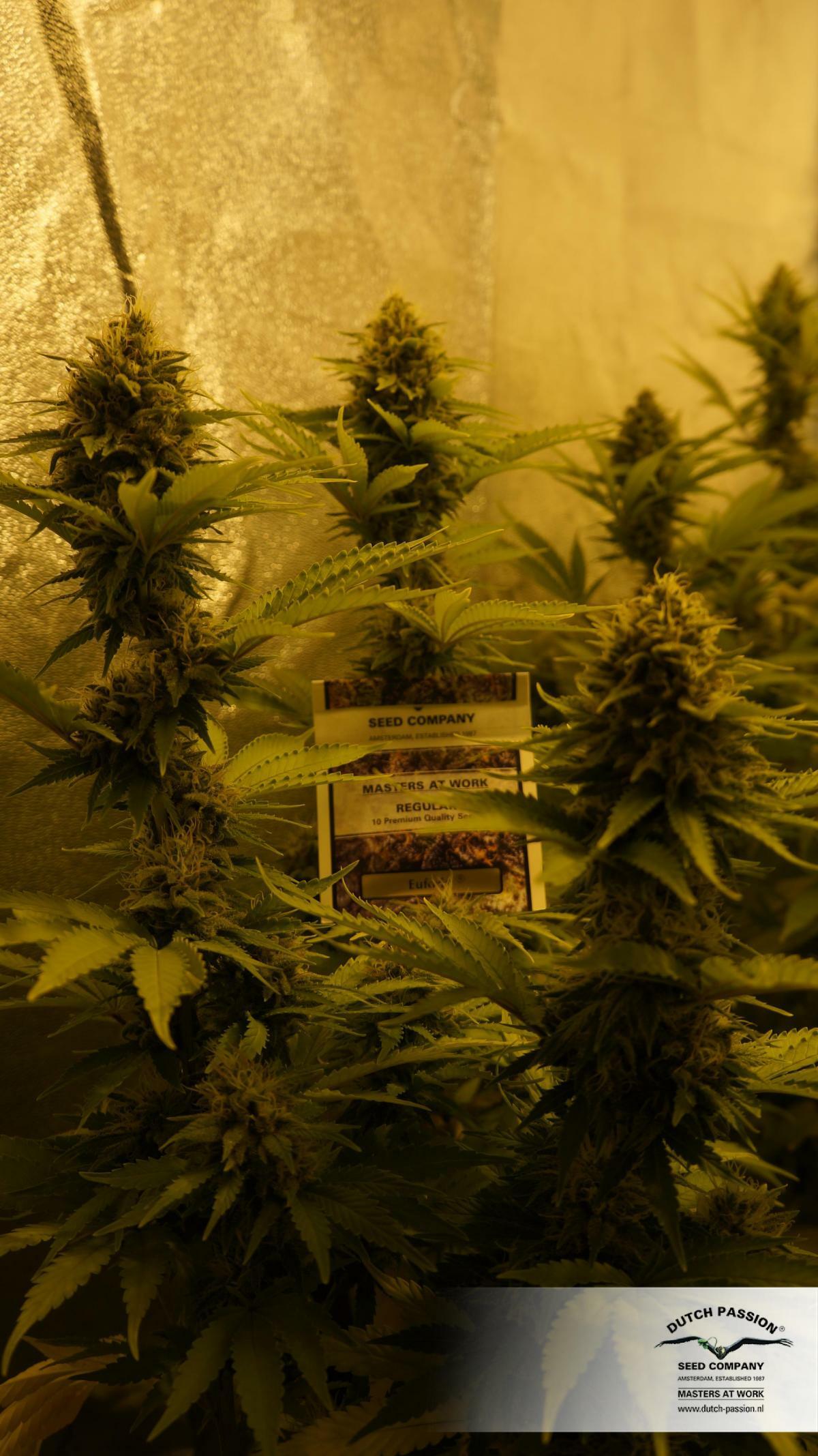 Dutch Passion - Euforia (reg.)