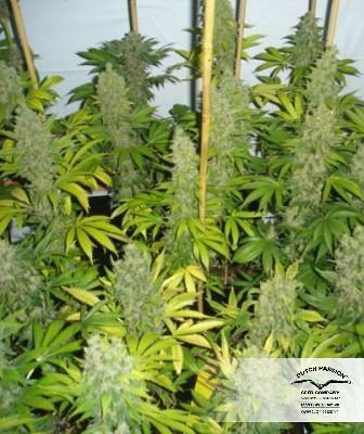 Dutch Passion - Euforia (reg.)
