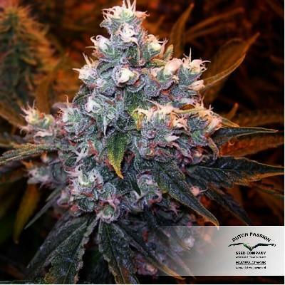 Dutch Passion - Euforia (reg.)