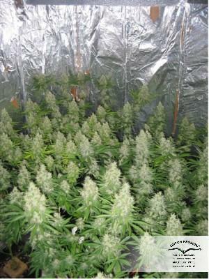 Dutch Passion - Euforia (reg.)