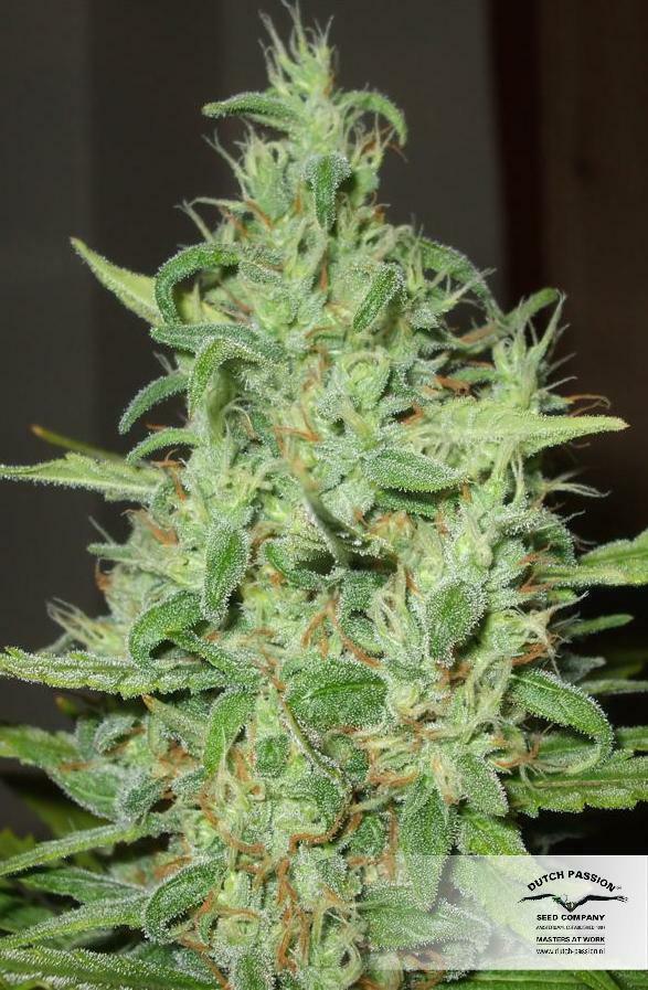 Dutch Passion - Euforia (reg.)