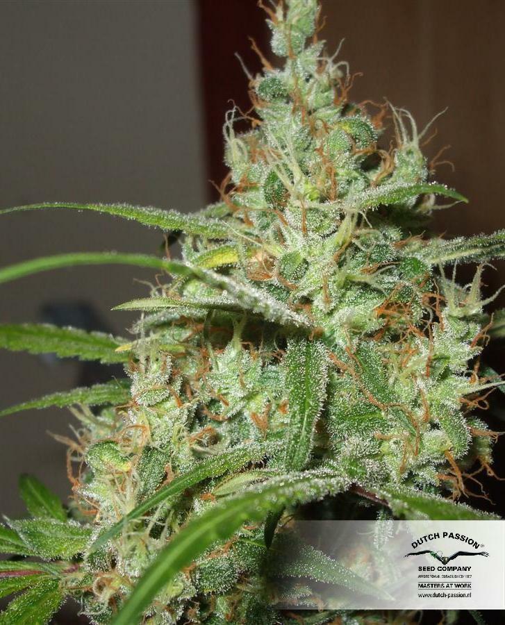 Dutch Passion - Euforia (reg.)