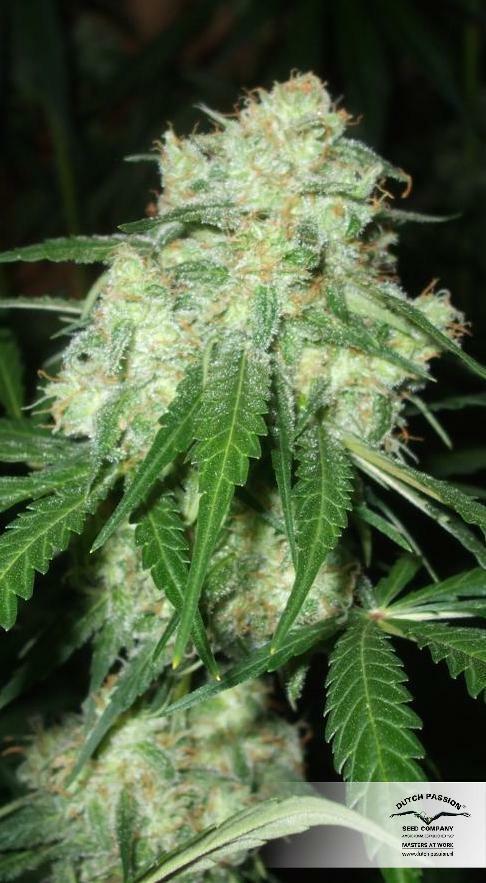 Dutch Passion - Euforia (reg.)