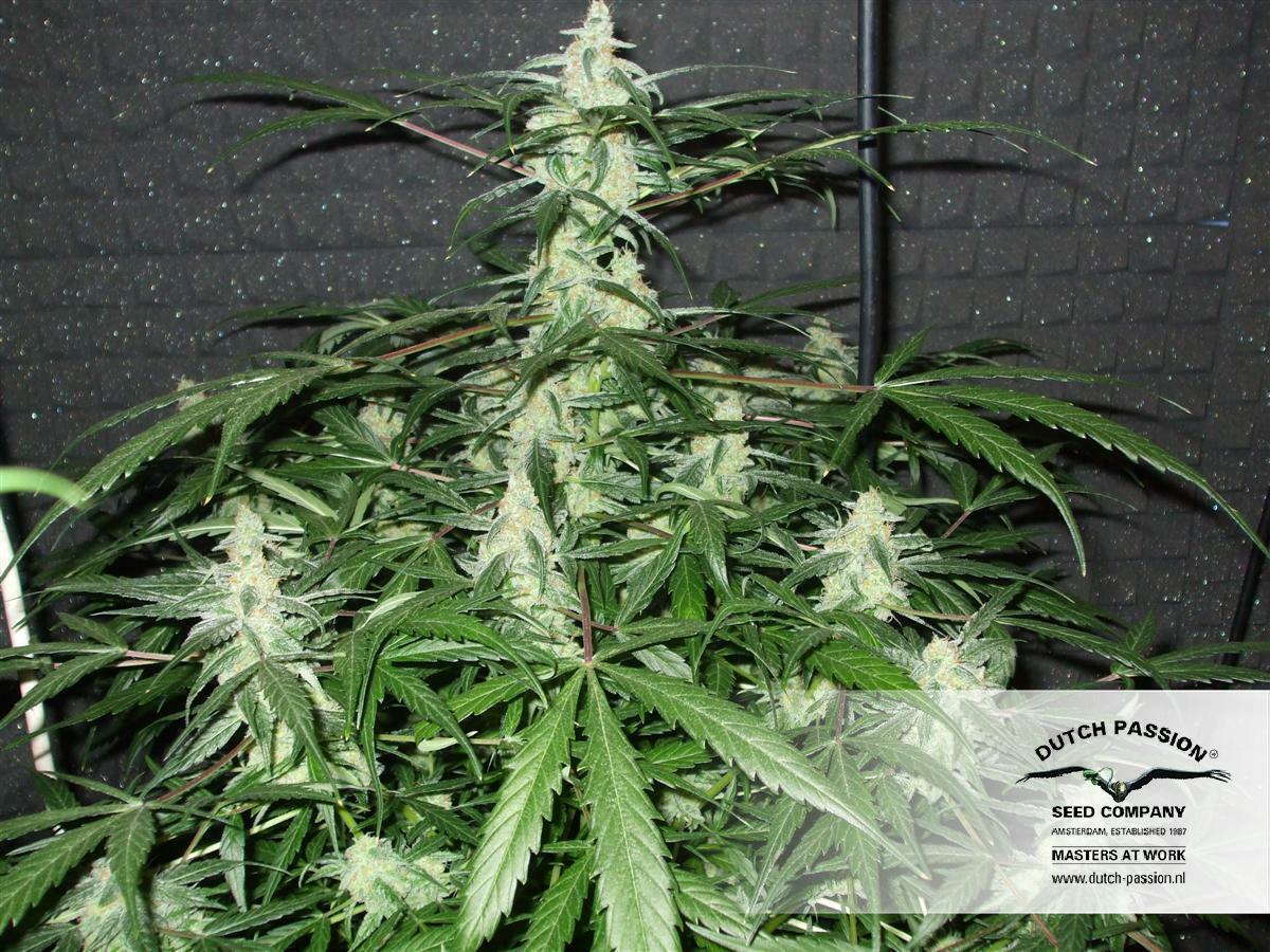 Dutch Passion - Euforia (reg.)