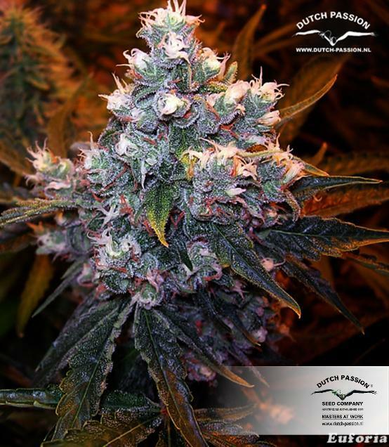 Dutch Passion - Euforia (reg.)