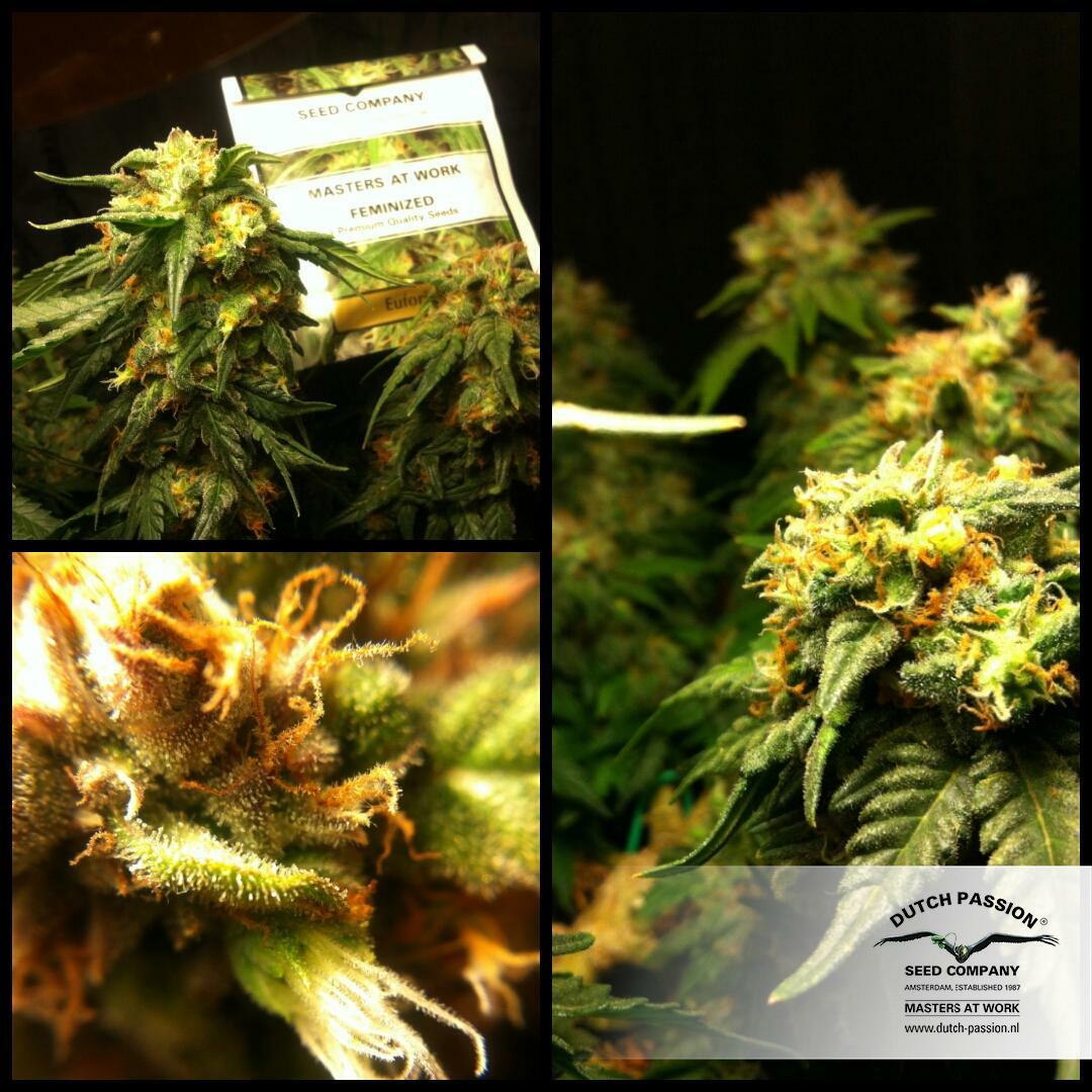 Dutch Passion - Euforia (reg.)