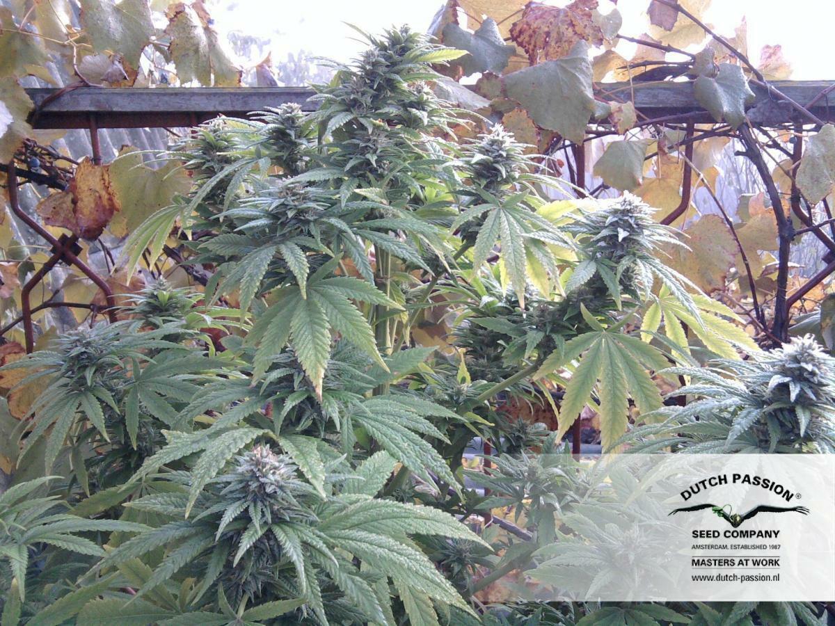 Dutch Passion - Hollands Hope (reg.)
