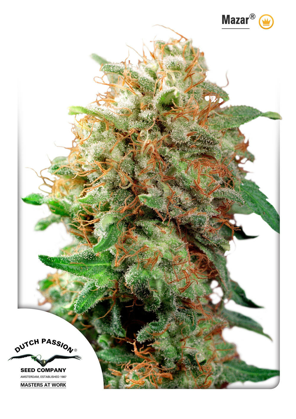 Dutch Passion - Mazar (reg.)